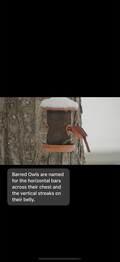 iPhone showing bird footage with a fact card in the letterbox band