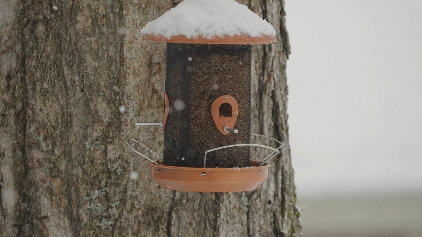 Apple TV showing full-screen bird footage with no controls